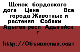 Щенок  бордоского  дога. › Цена ­ 60 000 - Все города Животные и растения » Собаки   . Адыгея респ.,Адыгейск г.